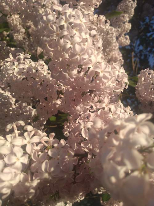 Pink Lilacs